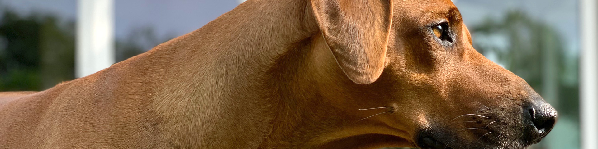 VEREEENIGING Bayo Blanka